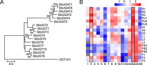 Phylogenetic Analysis And Expression Patterns Of Sbugt And Sbugat