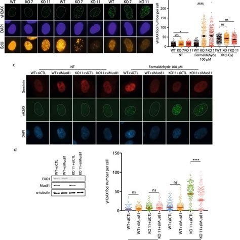 EXO1 Limits DNA Replication Stress And DNA Damage Induced By