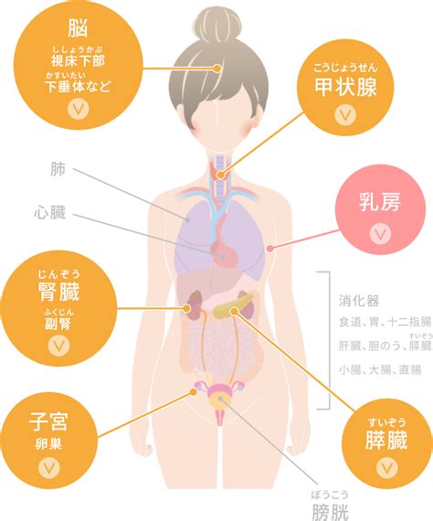 内臓模型（女性） 置物