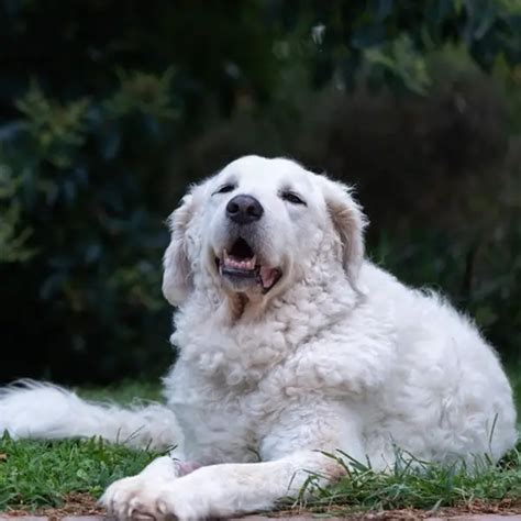 Kuvasz Criaderos De Perros