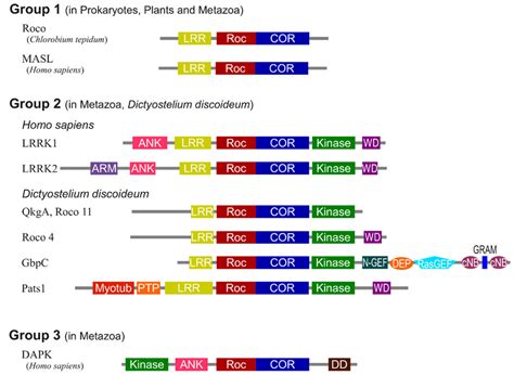 Frontiers Structural Biology Of The Lrrk Gtpase And Kinase Domains