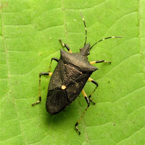 Black Stink Bug Invertebrates Of Texas Hill Country · Inaturalist