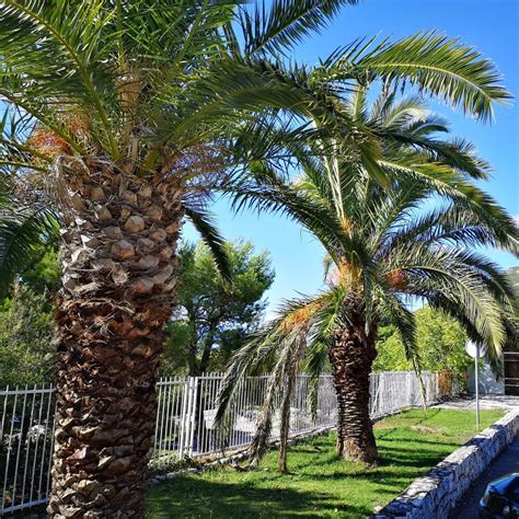 Canary Island Date Palm Seeds (Phoenix canariensis) - Price €2.75