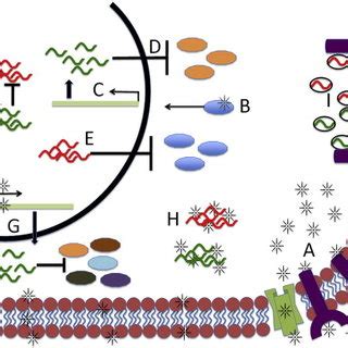 Micrornas And Cancer Therapy There Are Multiple Ways Which Micrornas