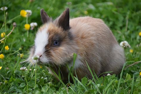 Adopt a rabbit – finding the right one | Animals in Distress, Devon
