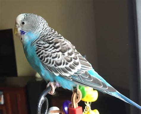 Budgie Care Guide: How to Take Care of Your Budgie? (+13 Tips)