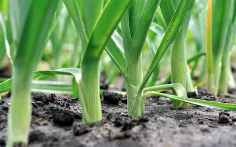 Poireaux D Hiver Quand Et Comment Les Planter