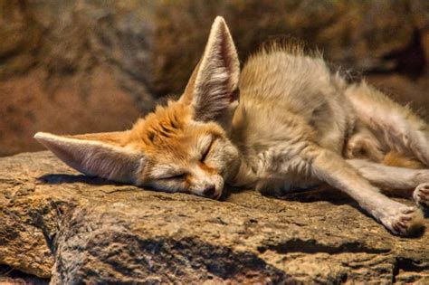 Fennec Fox sleeping : r/AnimalsBeingSleepy