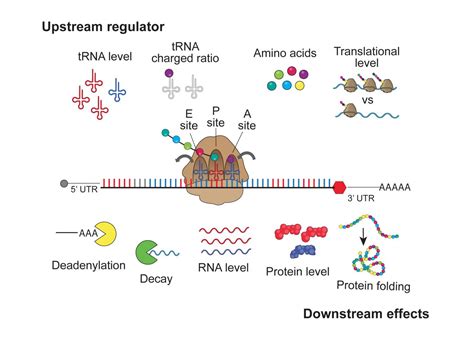 Mrna Messages Image Eurekalert Science News Releases