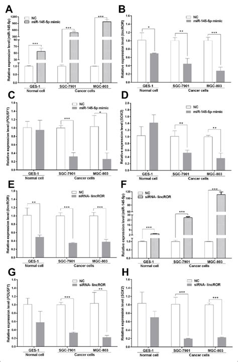 Linc ROR Shares MiR 145 5p With POU5F1 And SOX2 At The RNA Levels A