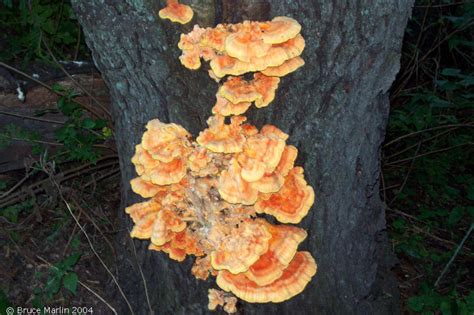 Sulphur Shelf Fungus - Laetiporus sulphureus - North American Insects ...