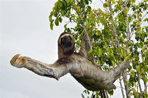 WILDLIFE COLOMBIA by Peter Stiles at Coroflot.com