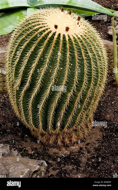 Echinocactus Grusonii Golden Barrel Cactus Cactus Close Up Detail