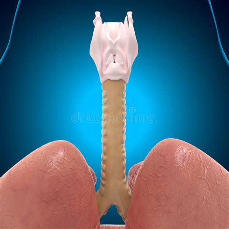 Pulmones Anatom A Del Sistema Respiratorio Humano Para Concepto M Dico