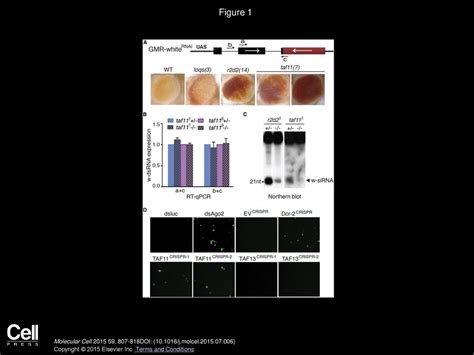 Taf11 Assembles The Risc Loading Complex To Enhance Rnai Efficiency