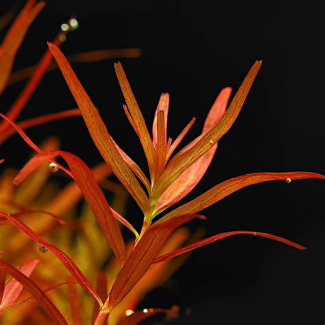 Rotala Rotundifolia Singapore In Vitro Aquasabi Aquascaping Shop