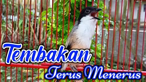 SUARA TEMBAKAN CENDET TERUS MENERUS NYAMBUNG TANPA PUTUS CENDET GACOR