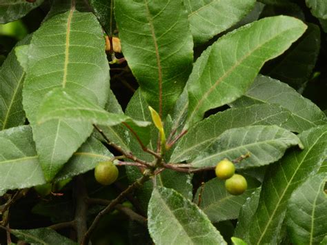 Elaeocarpus Reticulatus Picturethis