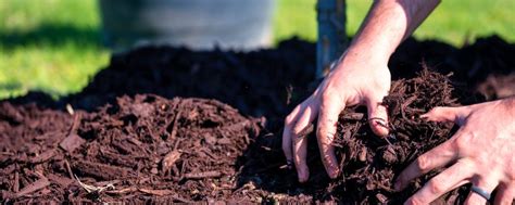 Uncovering Organic Mulches for Your Garden | Agriscaping