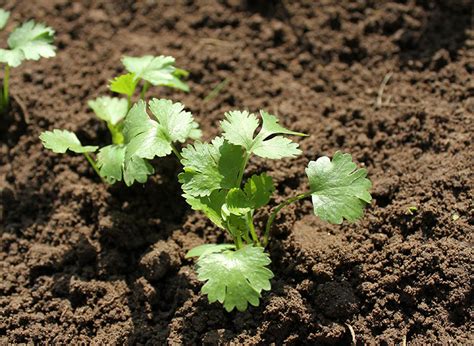 Coriander Germination Swimguide