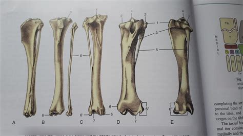 Tibia And Fibula Diagram Quizlet