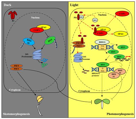 Ijms Free Full Text Regulation Of Photomorphogenic Development By Plant Phytochromes