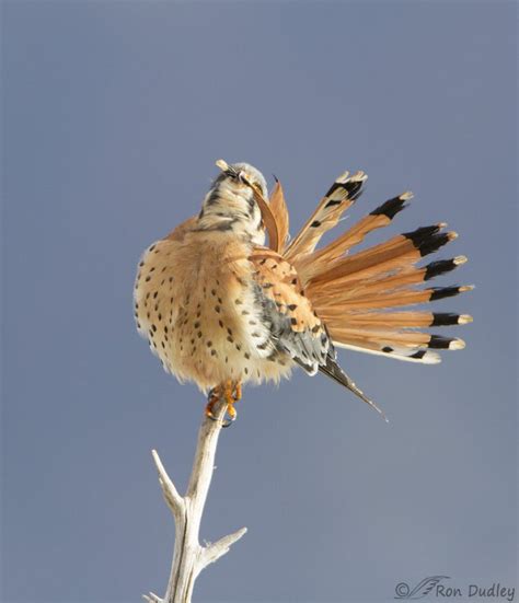 Preening American Kestrel Feathered Photography