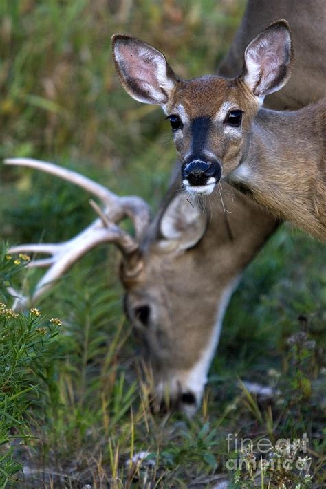 White Tailed Fawn And Buck Photograph By Linda Freshwaters Arndt Fine Art America