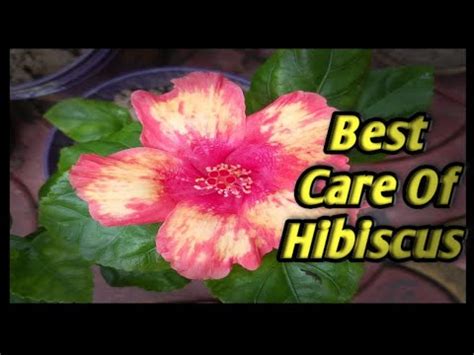 Best Care Of Hibiscus Kaiser Gurhal Ki Plant Ki Care Kare How To Care