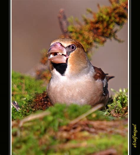 Mis Amigas Las Aves Picogordo Coccothraustes Coccothraustes