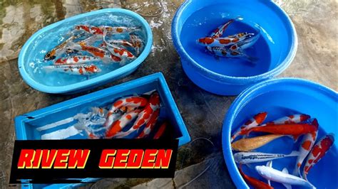 RIVEW GEDEN Di Basman Koi Ikan Koi Jumbo Harga Murmer YouTube