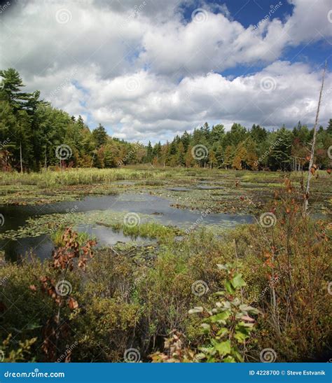 New England Marsh & Lily Pond Stock Photo - Image of lilypads, water