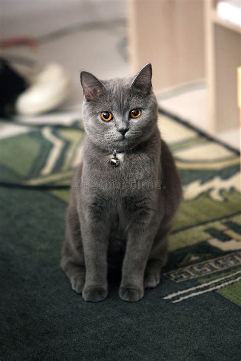 British Shorthair New Born Kitten First Day Of Life Stock Image