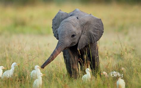 Landscape Animals Nature Grass Wildlife Friendship Baby Animals