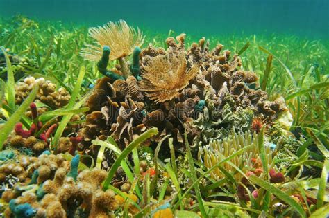 A Shallow Seabed of Coral Reefs and Ocean Plants Stock Image - Image of exoskeleton ...