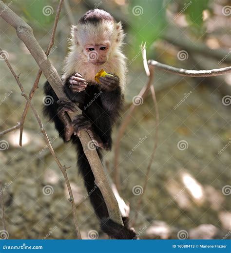 Capuchin Monkey Stock Image 76147