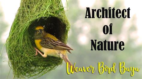 Architect Of Nature Baya Weaver Bird Nest Making Weaver Bird Building Nest Baya Bird Nest