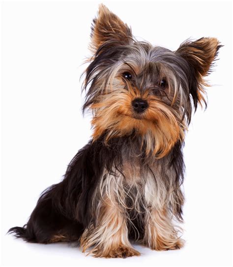 Conoce tu raza El Yorkshire Terrier Club Mascodín