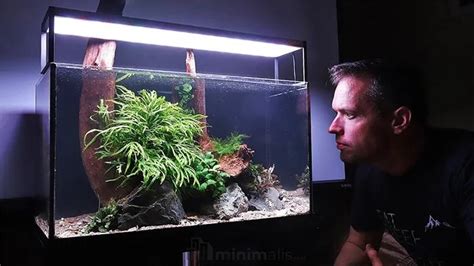 45 Aquascape Minimalis Dan Segala Macam Elemen Yang Dibutuhkan