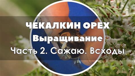 🌱 Чекалкин орех. Выращивание из семян Часть 2 | Посадка ...
