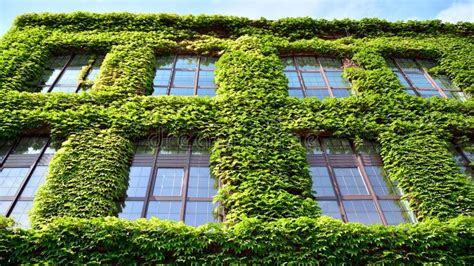 Building With Climber Plants Ivy Growing On The Wall Stock Image