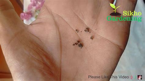 How To Collect Bougainvillea Seeds बुगनबेल्लया के बीज कैसे स्टोर करे