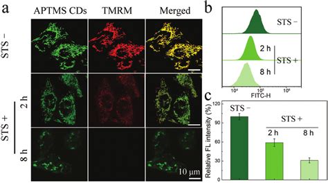 A Clsm Images Of Hela Cells Incubated With Aptms Cds And Tmrm Without