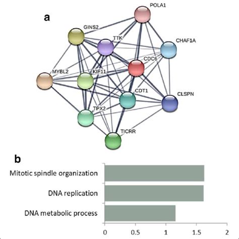 Cell Cycle Genes Have Distinct Essentiality Signatures In Pluripotent