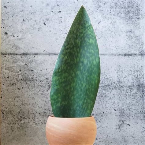 On Sale Whale Fin Snake Plants Plantly