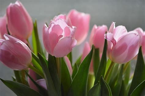 Gratis Fotografie Naturen Blomster Tulipaner Gratis Bilde P