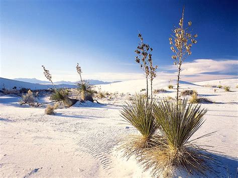 White Sands National Monument | national monument, New Mexico, United States | Britannica.com