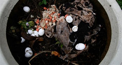 Aprovechar Los Posos De Caf Para Las Plantas Agrom Tica