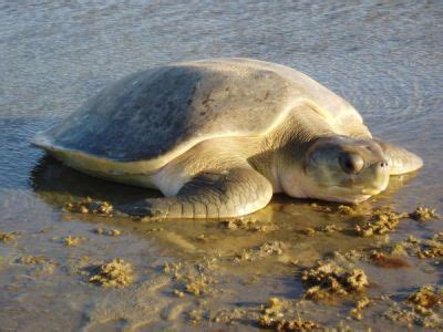 Flatback Sea Turtle - All Turtles