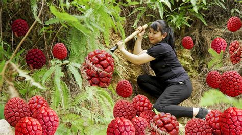 Harvest Red Wild Pineapple Goes To The Market Sell Harvesting And